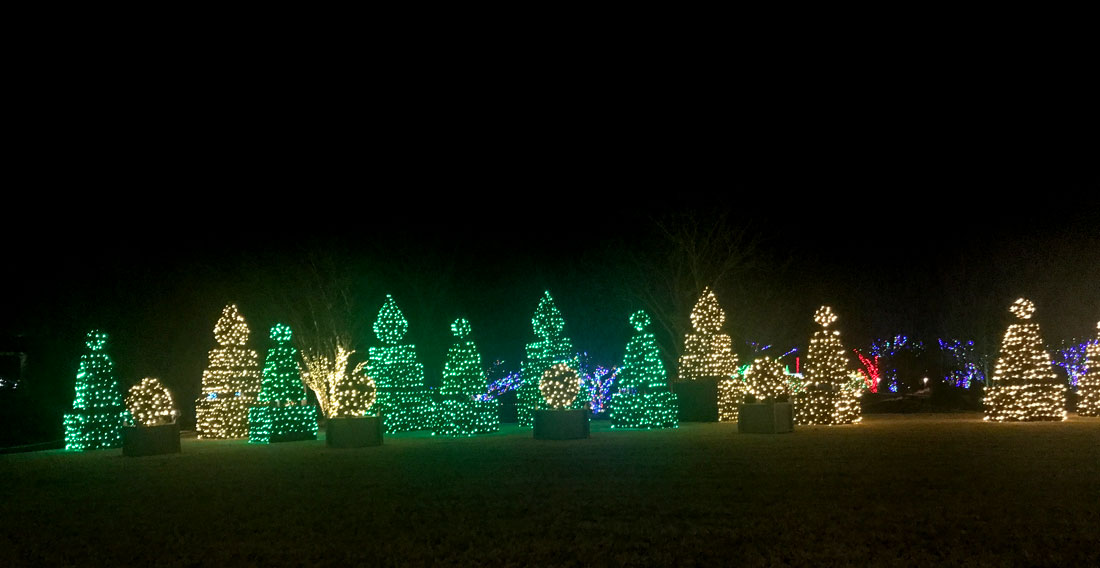 panorama of Christmas trees